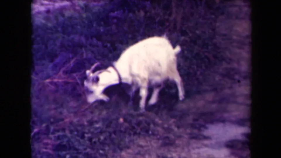 White goat grazing at the edge of grass and brush in archival 8mm footage identified as France, 1945.