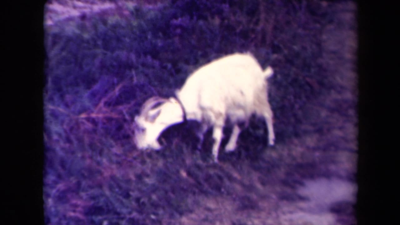 White horned goat continues grazing near brush and a dirt edge in the 1945 France home-movie clip.