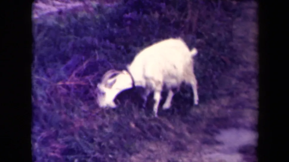 White horned goat continues grazing near brush and a dirt edge in the 1945 France home-movie clip.