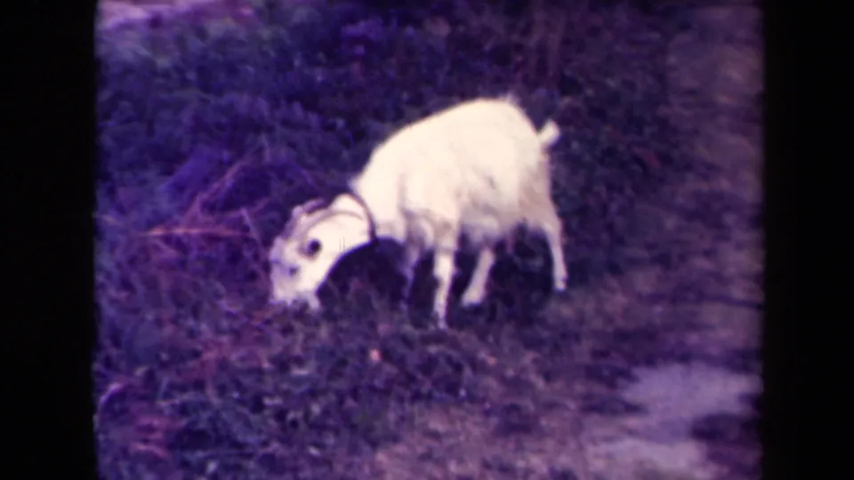 A white goat grazes low in the frame, with grass, brush, and a rough path visible in purple-shifted 8mm film.