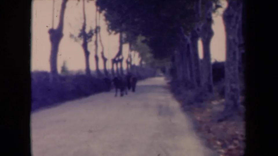 1945 France 8mm view of a tree-lined country road with a small distant horse-drawn cart or group moving along the center.