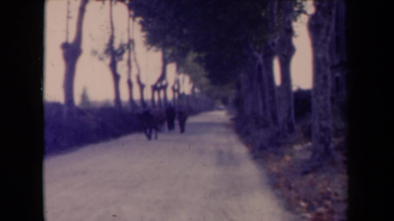 Distant figures walk along a pale tree-lined path in heavy shade.