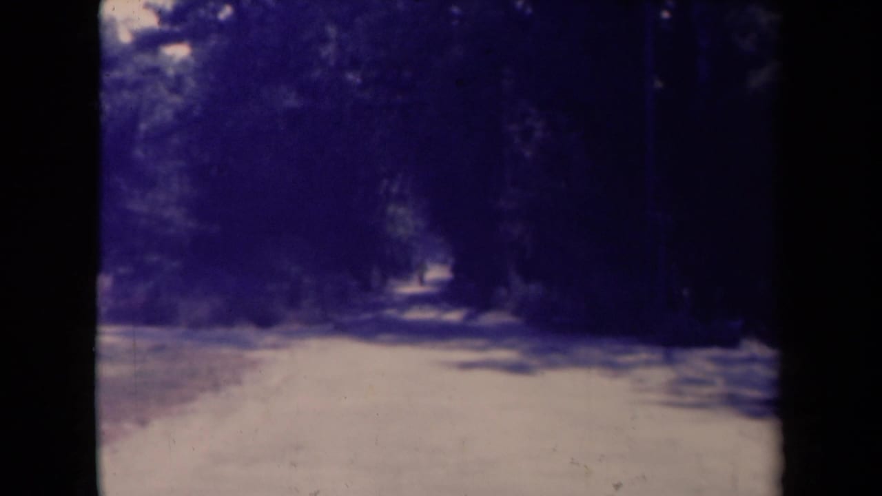 Empty shaded path recedes between dark trees with bright ground visible.
