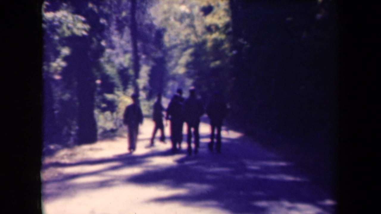 Small group of people walking away on a sunlit wooded path.