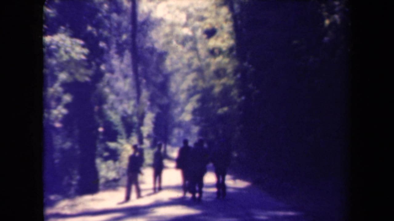 Distant walkers on a shaded path bordered by trees.
