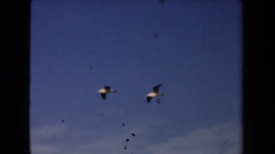 1946 Netherlands 8mm frame with two gulls in flight against a blue sky over water or cloud haze.