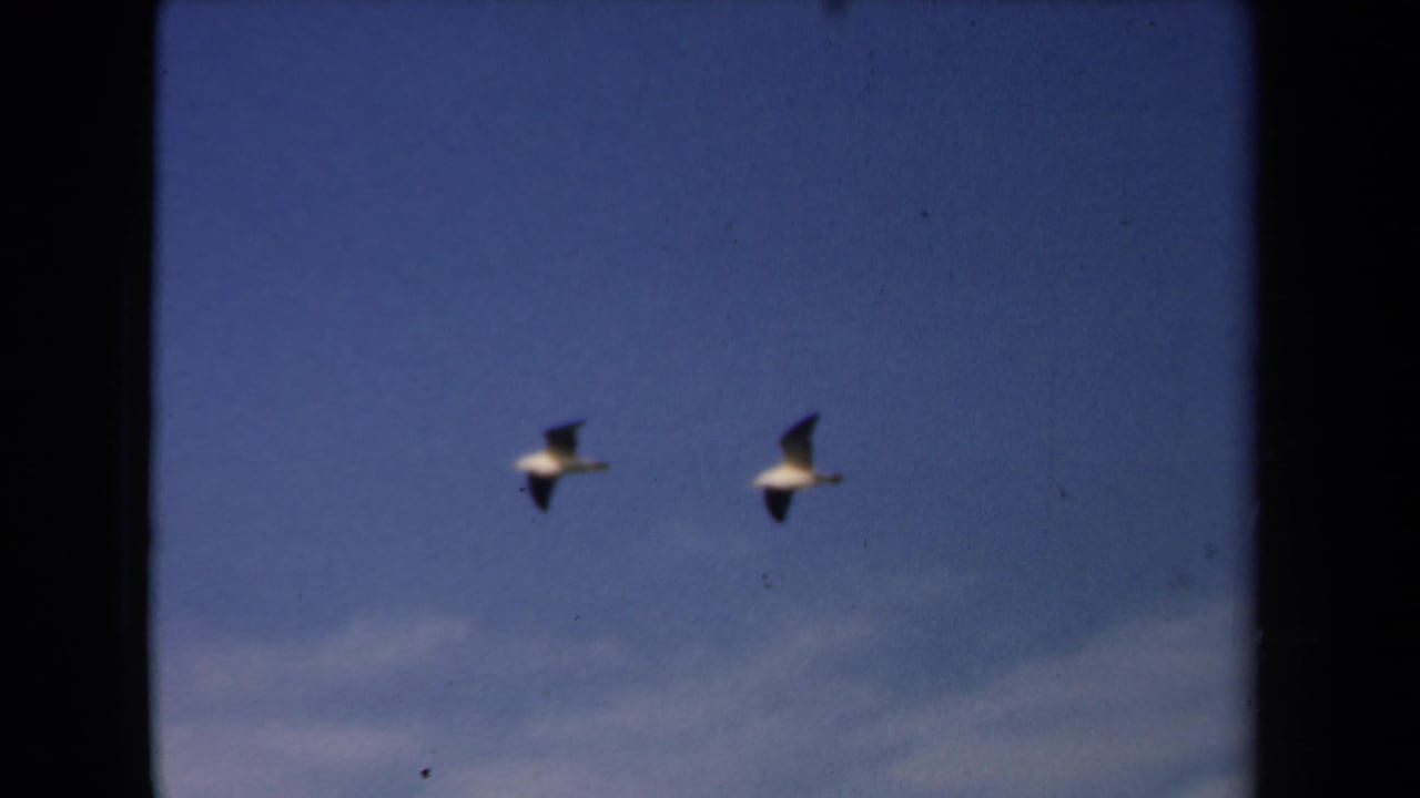 Two gulls cross a blue sky in 1946 Netherlands 8mm footage, with soft focus, dust specks, and rounded frame edges.