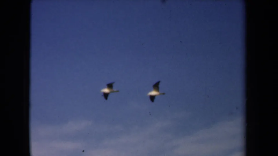 Two gulls cross a blue sky in 1946 Netherlands 8mm footage, with soft focus, dust specks, and rounded frame edges.