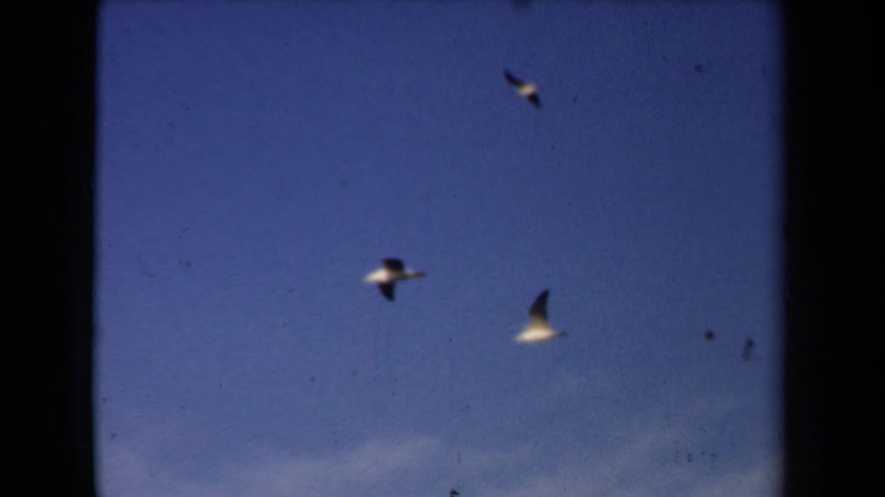 Gulls at varying distances move through the blue sky in Netherlands archival 8mm footage dated 1946 by metadata.