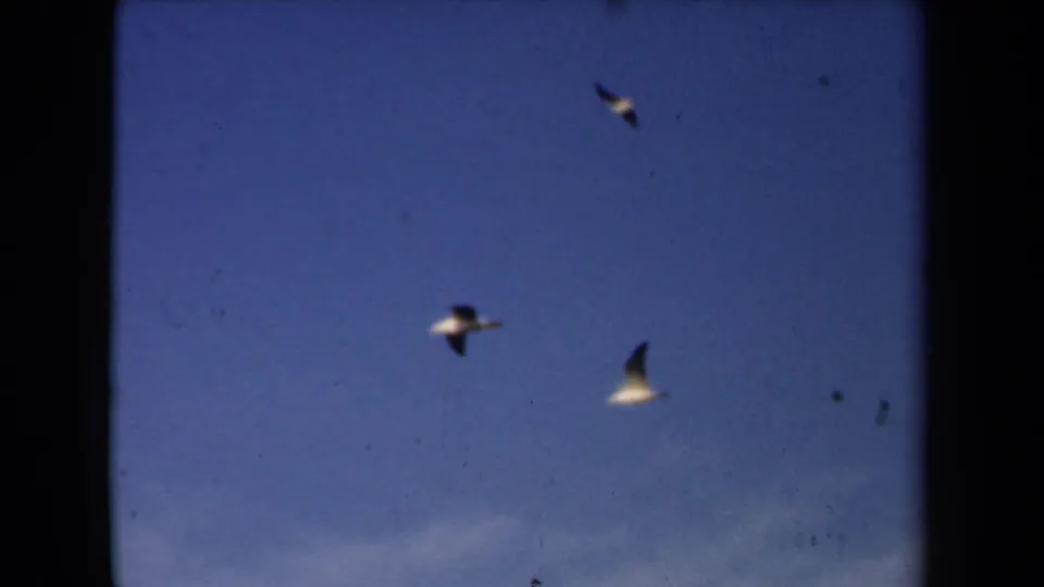Gulls at varying distances move through the blue sky in Netherlands archival 8mm footage dated 1946 by metadata.