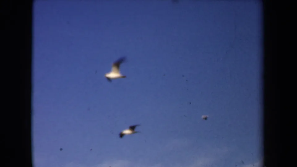 Two gulls appear in a soft blue coastal sky, with 8mm grain and small dust marks visible across the frame.