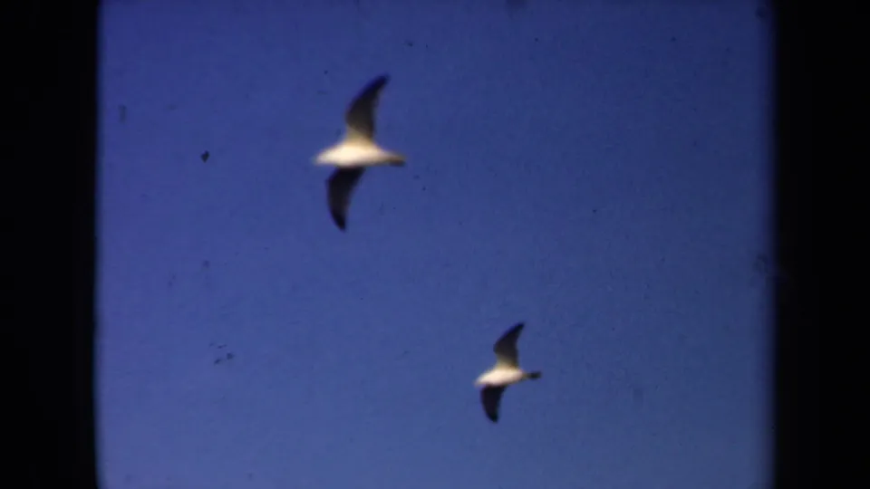 Two gulls move through a deep blue sky in 1946 Netherlands 8mm footage, with pronounced blur and film dust.