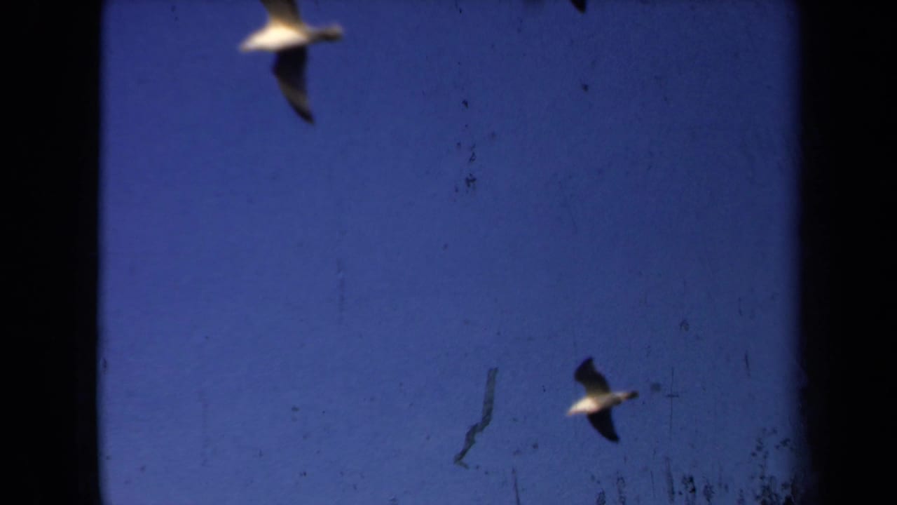Two birds flying across a deep blue sky with dark film edges.