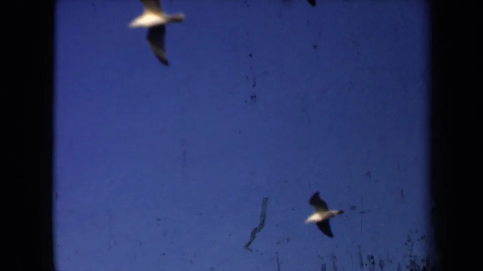 1946 Netherlands 8mm frame showing two birds in flight against a deep blue sky, with visible grain and dark frame borders.