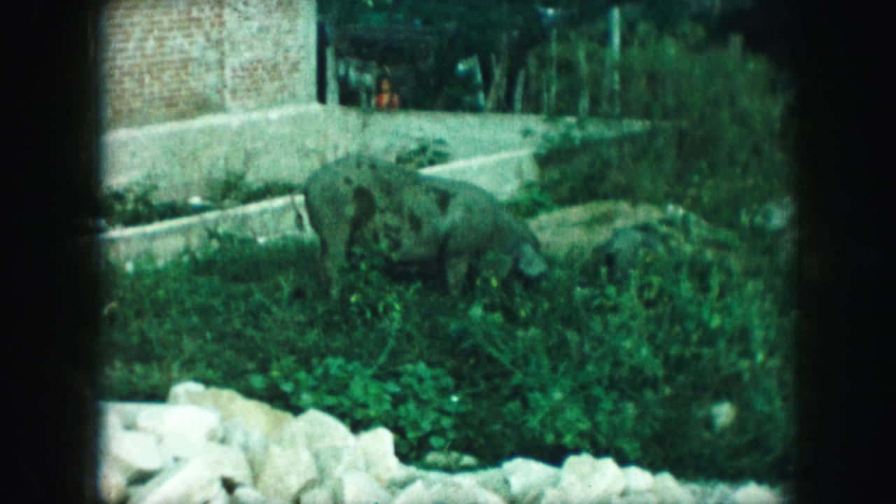 Spotted pig foraging in grass beside rocks, bushes, a brick wall, and concrete edging.