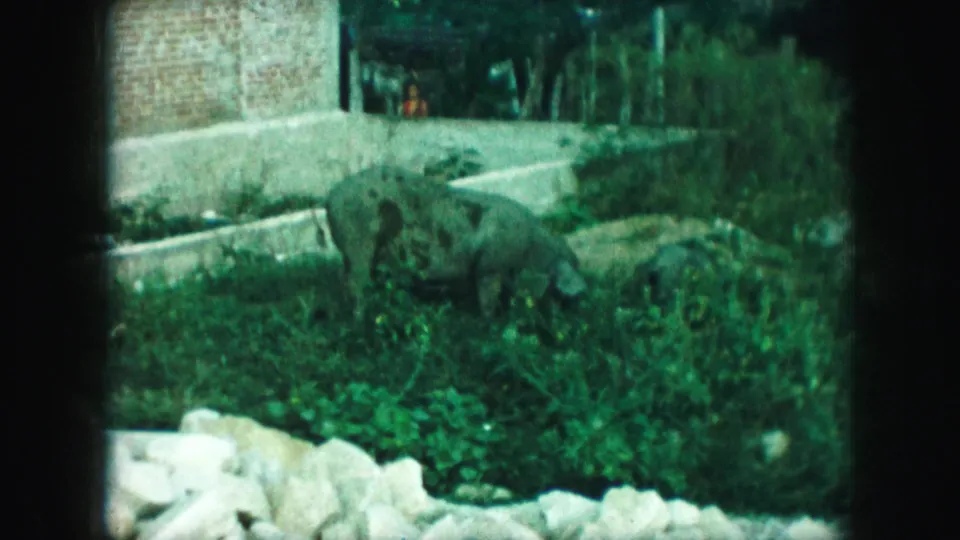 1959 Kansas City 8mm frame showing a spotted pig in overgrown grass near pale rocks, bushes, a brick wall, and concrete edging.