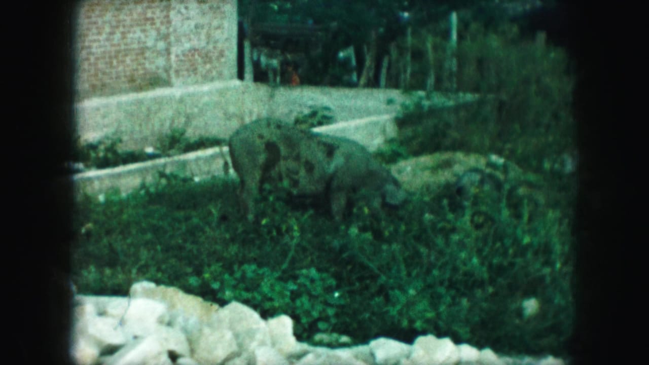 Spotted pig partly obscured by grass near rocks, bushes, concrete edging, and a brick wall.