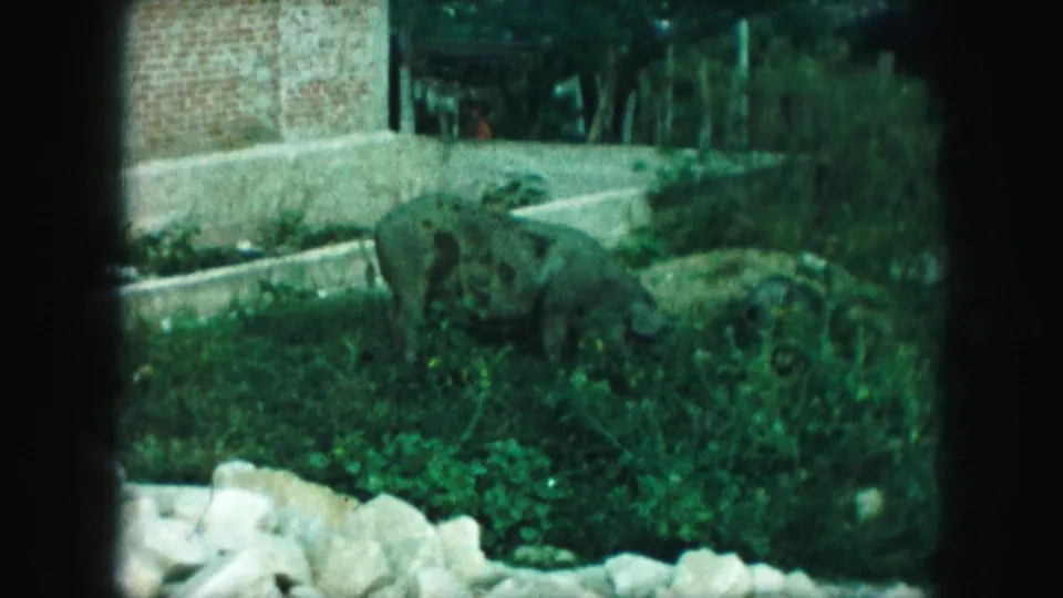 1959 Kansas City home-movie frame with a spotted pig low in the grass, framed by rocks, bushes, a brick wall, and trees.