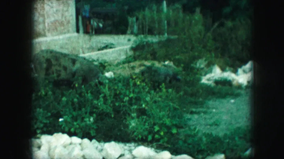Soft 8mm frame from Kansas City in 1959 showing the pig crossing overgrown grass near rocks, bushes, and a brick building wall.