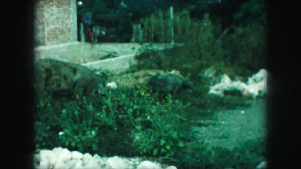 Kansas City 1959 8mm frame with the spotted pig partly obscured by grass near rocks, bushes, concrete edging, and a brick wall.