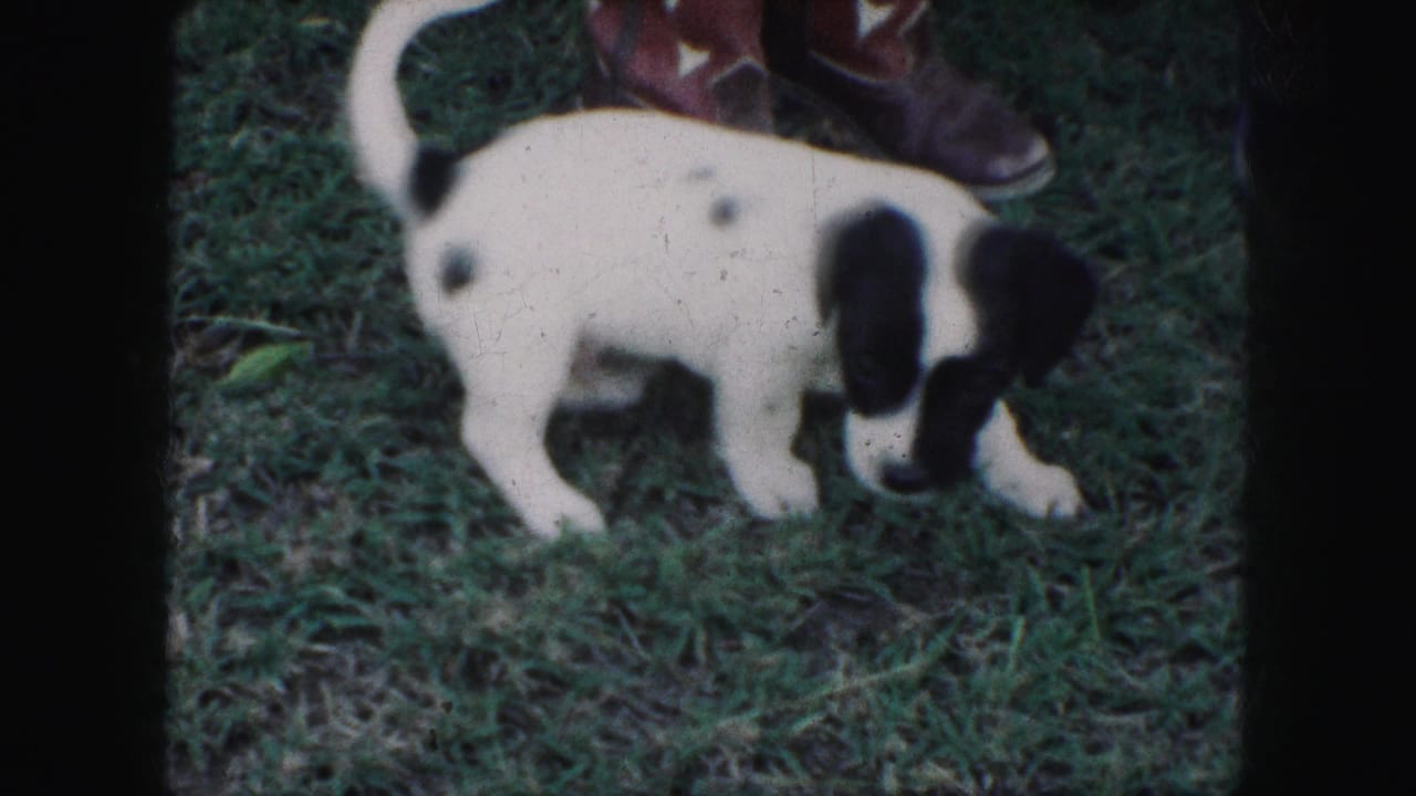 1959 Kansas City 8mm frame showing a black-and-white puppy nosing through grass beside red cowboy boots.