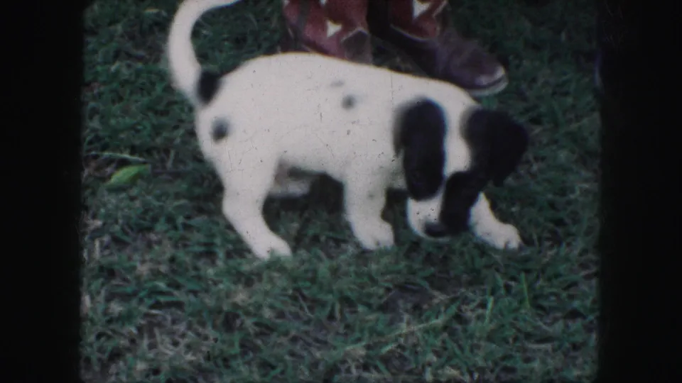 1959 Kansas City 8mm frame showing a black-and-white puppy nosing through grass beside red cowboy boots.