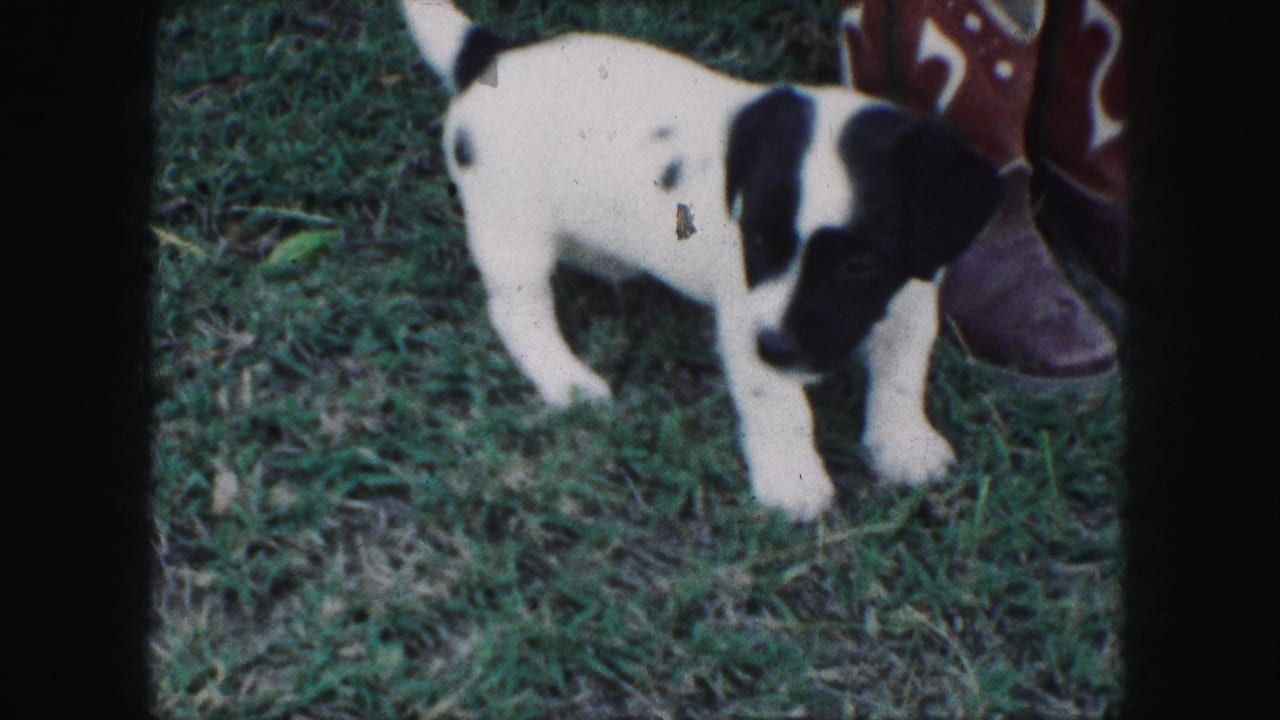 1959 Kansas City home-movie frame of a puppy standing in a grassy yard near a red cowboy boot.