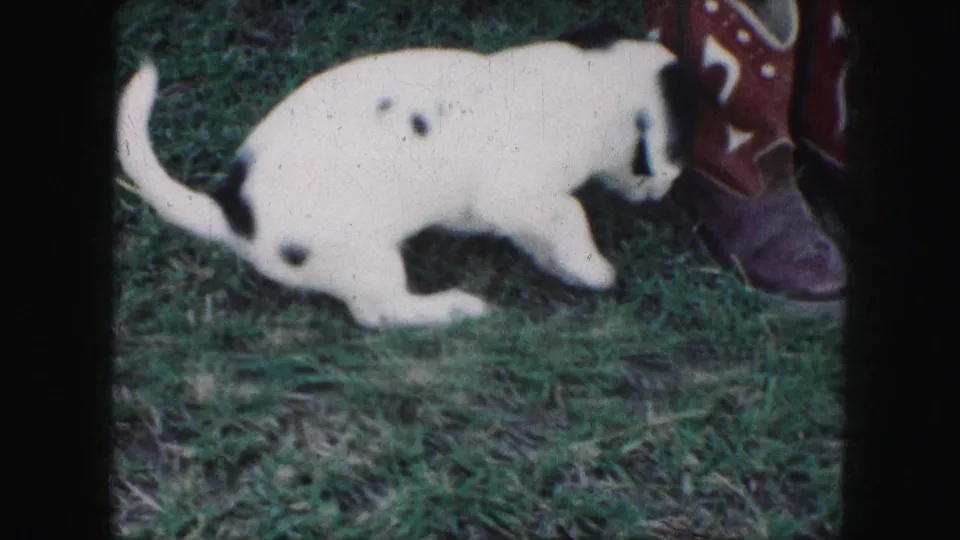1959 Kansas City 8mm frame with the puppy walking beside both red cowboy boots in the grass.