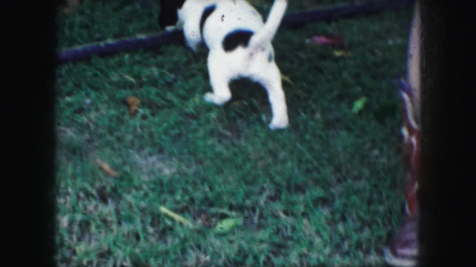 1959 Kansas City home-movie frame of the puppy turning away in the yard as a red cowboy boot remains at frame edge.