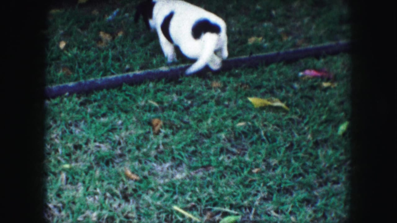 Black and white puppy explores a grassy Kansas City yard in 1959 home-movie footage.