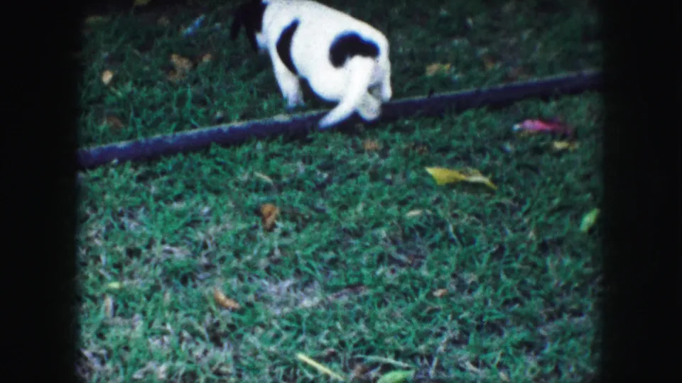 Black and white puppy explores a grassy Kansas City yard in 1959 home-movie footage.