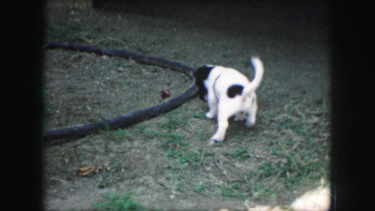 The puppy walks through a patchy residential yard near a curved hose, tail raised.