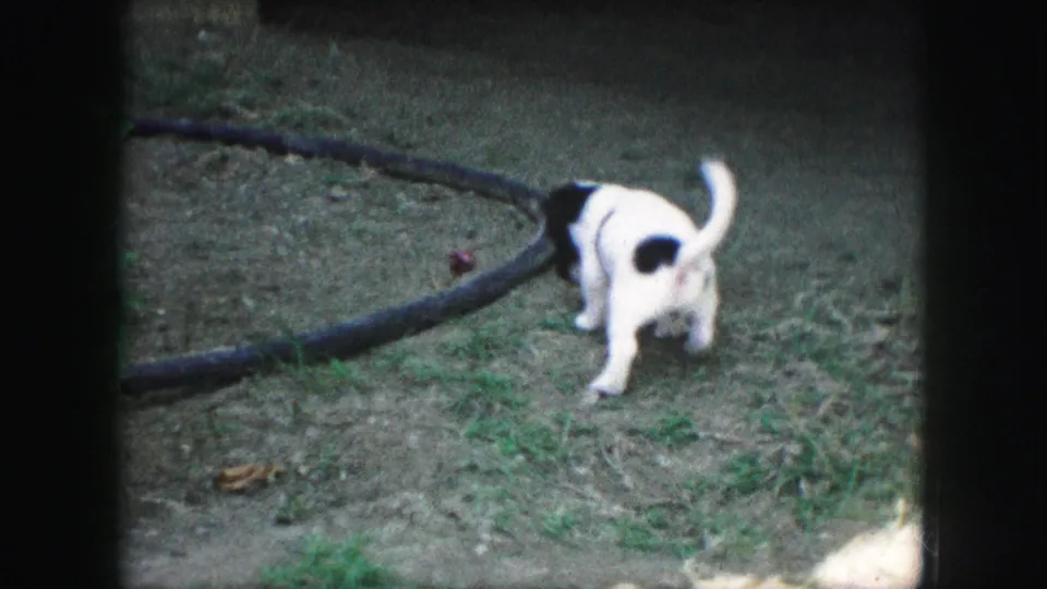 The puppy walks through a patchy residential yard near a curved hose, tail raised.