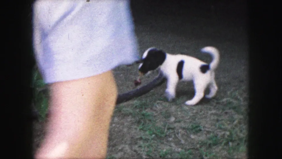 A puppy sniffs near the hose while part of an adult leg and light clothing appear at the edge of the frame.