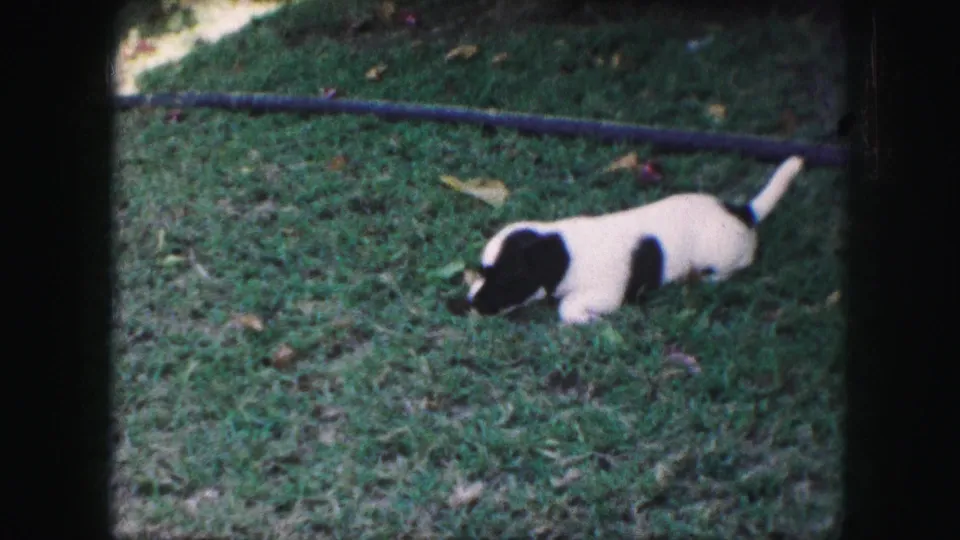 The puppy lowers itself into the grass in the yard, with the dark hose visible behind it.