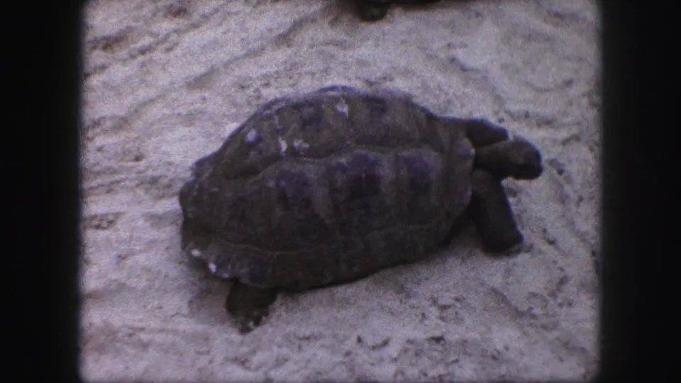 A large tortoise crosses a sandy enclosure in 1959 Kansas City home-movie footage, framed by dark film edges.