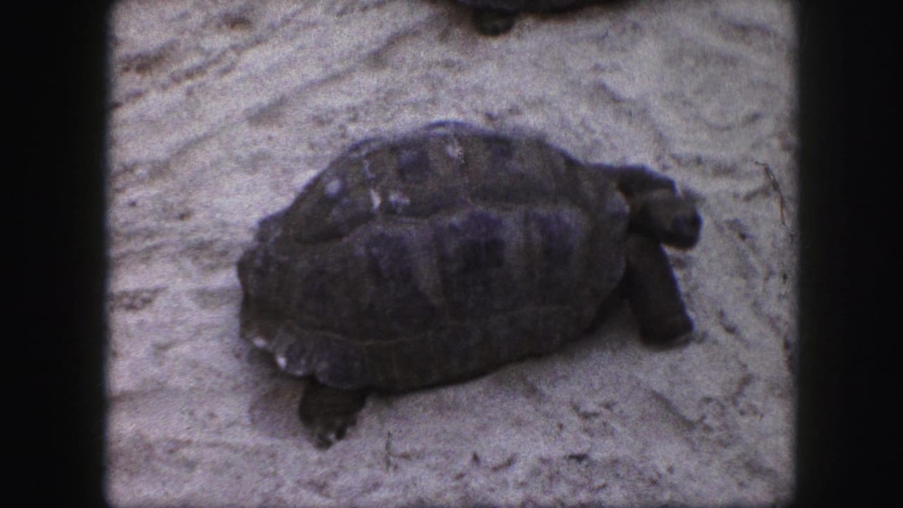 A tortoise remains on sandy ground, seen in soft color with dark frame edges.
