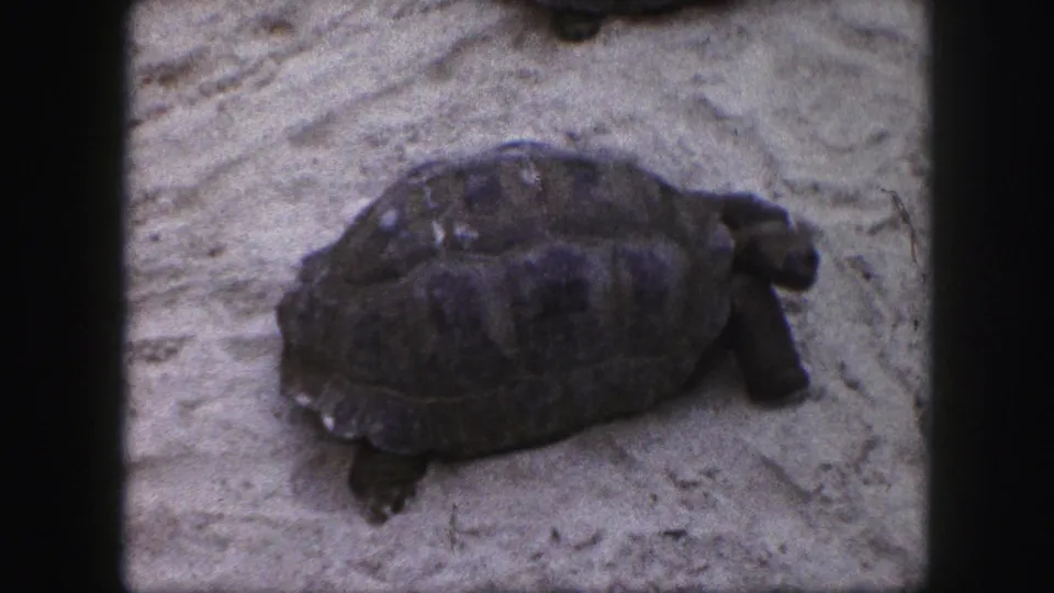 A tortoise on sandy enclosure ground appears in soft, faded 1959 8mm footage from Kansas City, Missouri.