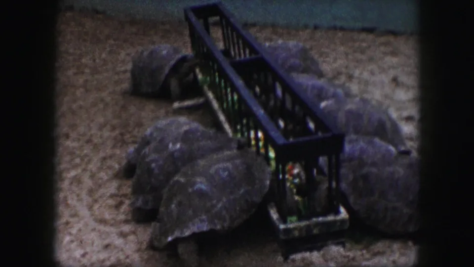 Multiple tortoises cluster along a long black feeding trough in a sandy enclosure in 1959 Kansas City home-movie footage.
