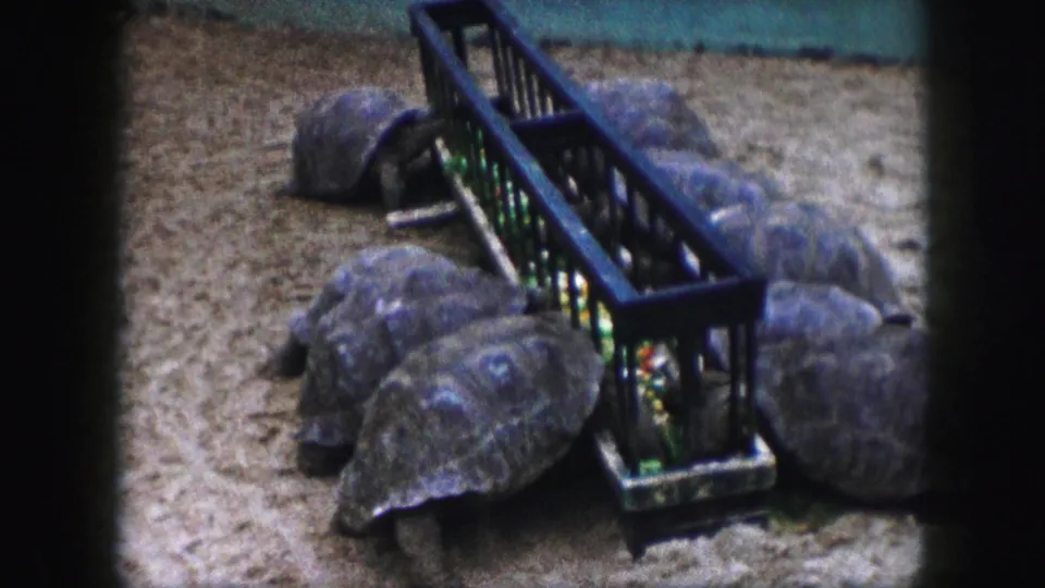 A wider view shows tortoises eating beside a black trough on sand, consistent with 1959 Kansas City 8mm home-movie footage.