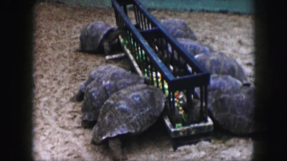 1959 Kansas City home-movie frame showing large turtles clustered near a trough inside a simple zoo-style enclosure.
