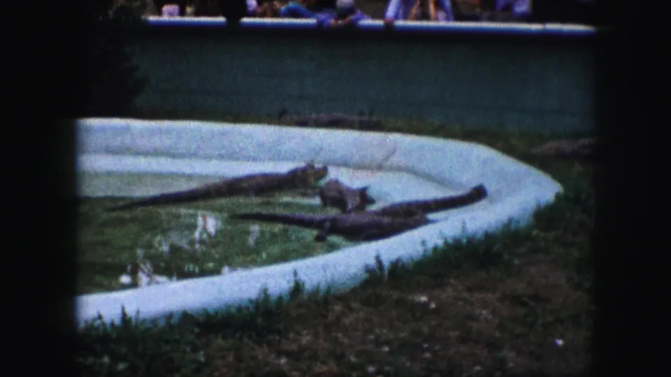 1959 Kansas City home-movie frame of alligators or crocodiles resting in a shallow curved pool as visitors stand behind a low wall.