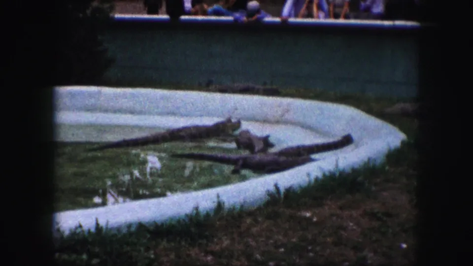 1959 Kansas City home-movie frame showing alligators or crocodiles stretched across a shallow concrete pool with grass at the edge.