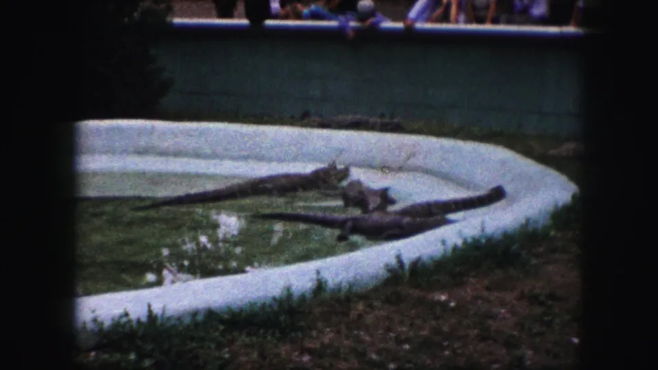 1959 Kansas City home-movie frame of reptiles resting in a shallow zoo pool, with the low wall and faint spectators in the background.