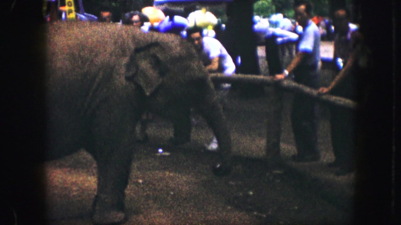 Large elephant beside a wooden barrier with visitors gathered behind it.