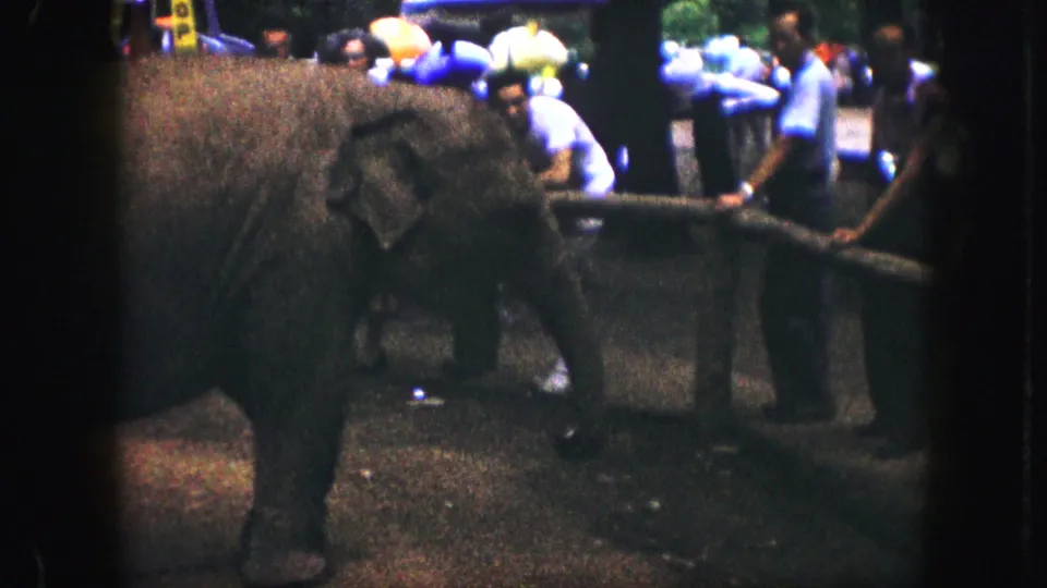1959 Kansas City home-movie frame showing a large elephant near a wooden barrier as visitors watch from behind the fence.