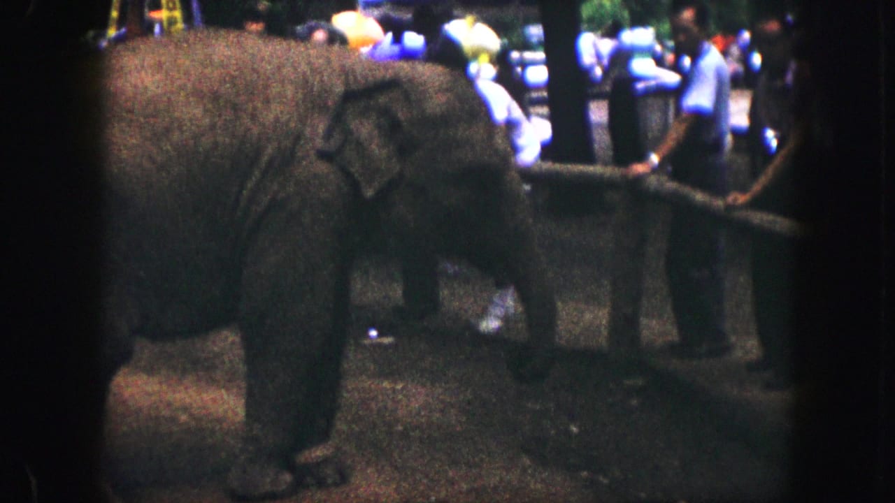 Elephant facing right near a fence as people stand in the background.