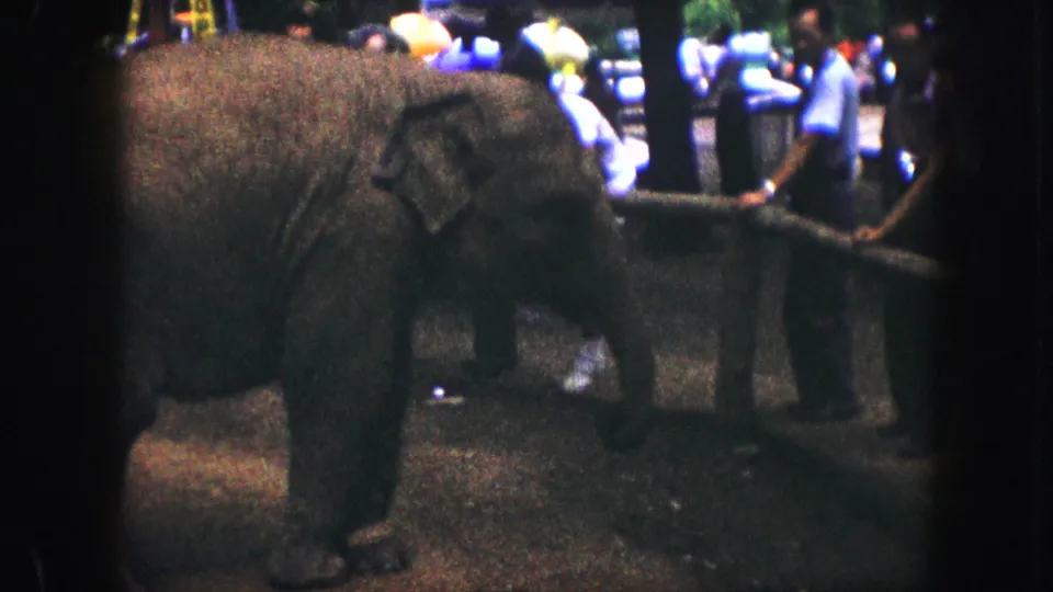 The elephant remains beside the barrier, with several visitors in casual 1950s clothing visible beyond the rail.