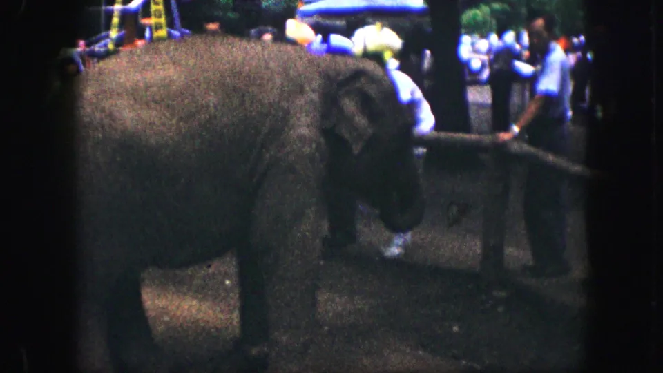 The final frame shows the elephant close to the rail, its head lowered as visitors remain in the background.