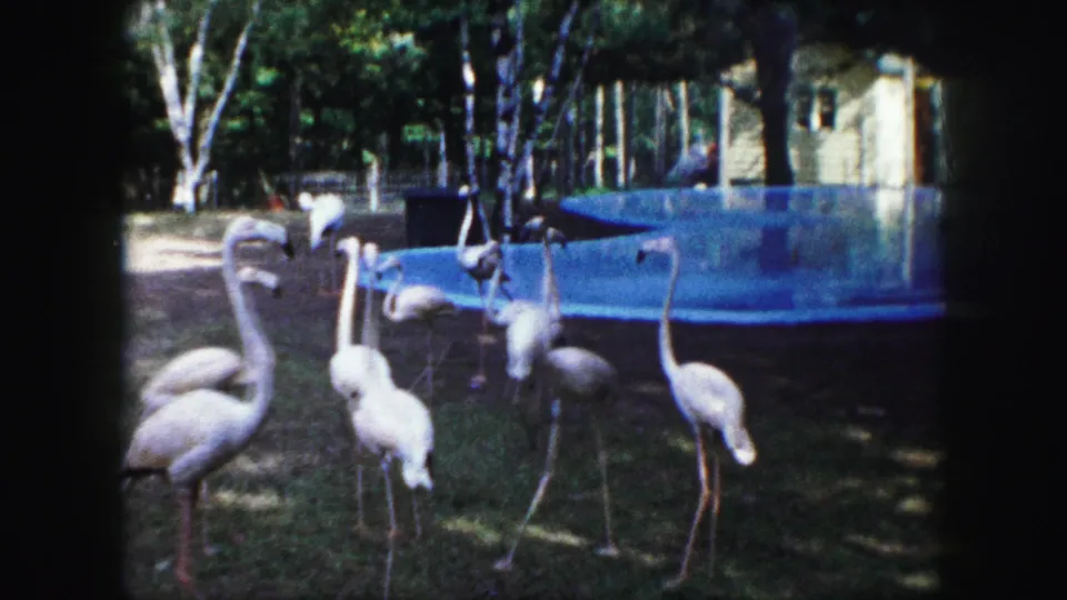 1959 Kansas City zoo footage showing flamingos roaming on grass beside a blue pool with trees and a small building behind them.